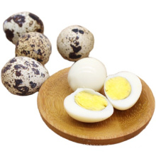 Canned quail egg, peeled and boiled, packing in pouch/tin/jar